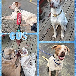 Thumbnail photo of Gus #1