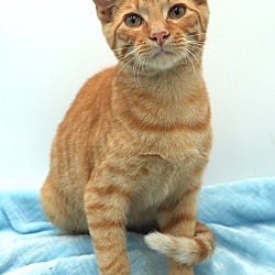 Thumbnail photo of Pumpkin - so purrfect! #4