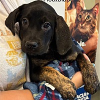 adopt a pet