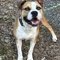 adopt-pet