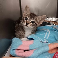 adopt a pet