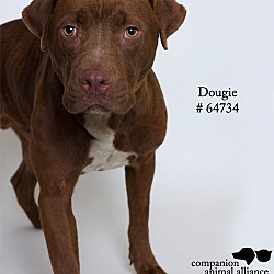 Thumbnail photo of Dougie  (Foster) #2