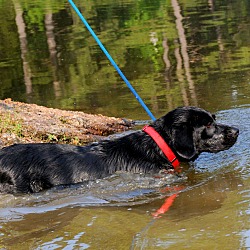 Photo of SILAS(OUR "WATER DOG"!!