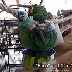 Thumbnail photo of Paco & Dirk #3