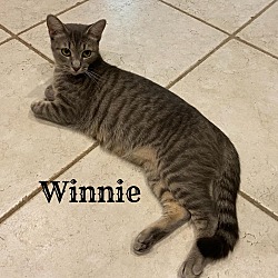 Thumbnail photo of Winnie #3