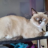 seal point siamese cats for adoption