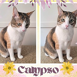Photo of Calypso