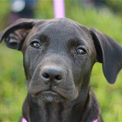 Photo of Mack - MEET ME @ DOGAPALOOZA 9/23!