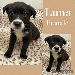 Photo of Luna meet 5/17