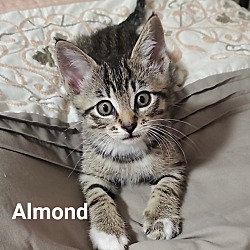 Photo of ALMOND