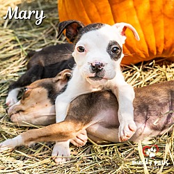 Thumbnail photo of Hocus Pocus Litter: Mary #4