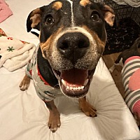 adopt a pet