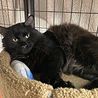 adopt-pet