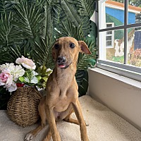 adopt a pet