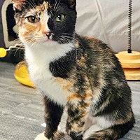 adopt-pet