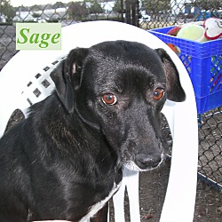Thumbnail photo of Sage #1