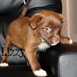 Thumbnail photo of Lizzy~adopted! #3