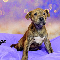 Thumbnail photo of George~adopted! #3