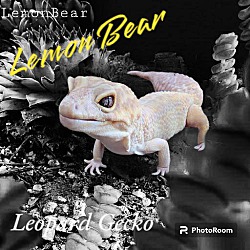 Thumbnail photo of Lemon Bear #1