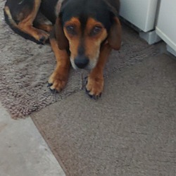 Photo of Stormdog
