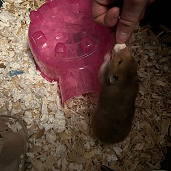 Thumbnail photo of Squeakers #2