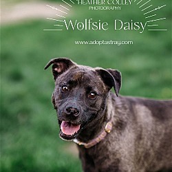 Photo of Wolfsie Daisy