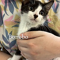 adopt a pet