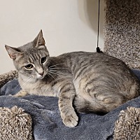 adopt-pet