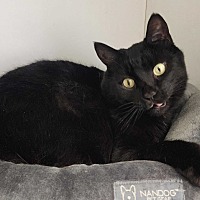 THACHERY BINX - Domestic Shorthair available for adoption