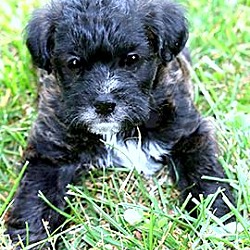 Thumbnail photo of COOPER(ADORABLE "SCHNOODLE"!! #3