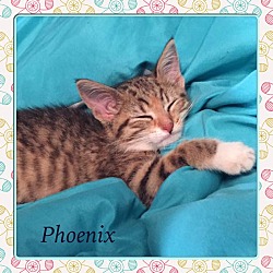 Thumbnail photo of PHOENIX #1