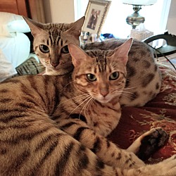 Thumbnail photo of Stella & Tara-Loving Bengals #1