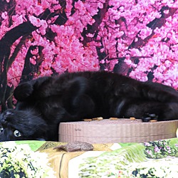 Thumbnail photo of Thai #2