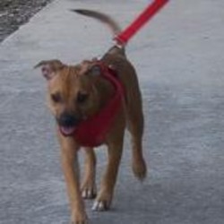 Photo of Dulce DS