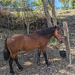 Photo of Foster a Horse