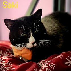 Photo of Saki
