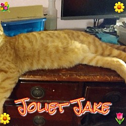 Thumbnail photo of Joliet Jake #1