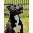 Adopt A Pet :: Bouncer - South Haven, MI