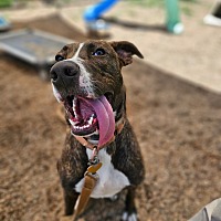 adopt a pet