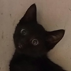 Thumbnail photo of Black kitty #1