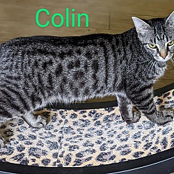 Photo of Colin