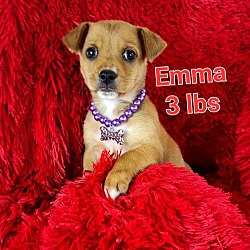 Photo of Emma(3lbs)