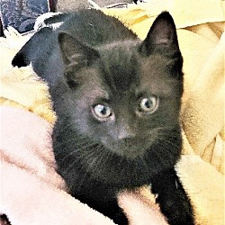 Photo of HERSHEY