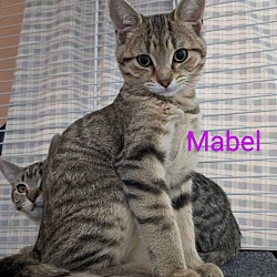 Thumbnail photo of Mabel #1