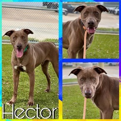 Photo of HECTOR