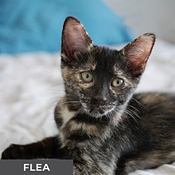 Thumbnail photo of Flea #3
