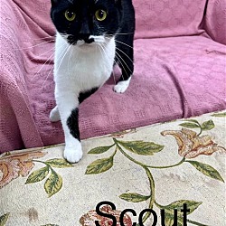 Thumbnail photo of scout #1
