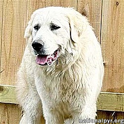 Photo of Mako in TN - Loves All Dogs, Big & Small!