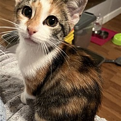 Photo of Kitten Luau