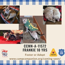 Thumbnail photo of Frankie #2